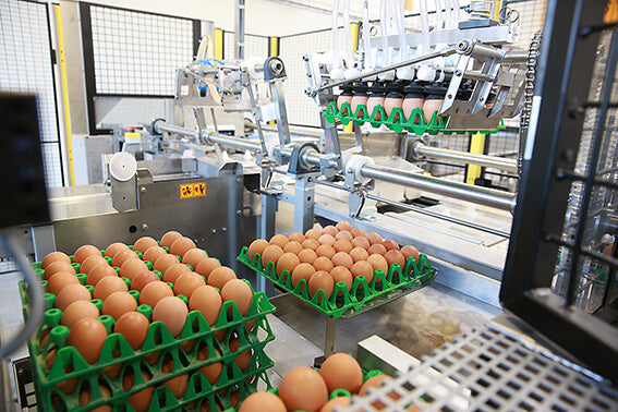 Eierproduktion beim Eierring Herzogstuhl